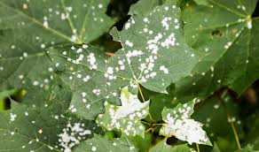 Fungicides