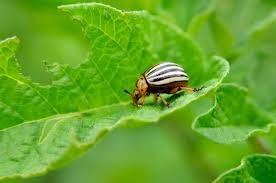 Insecticides