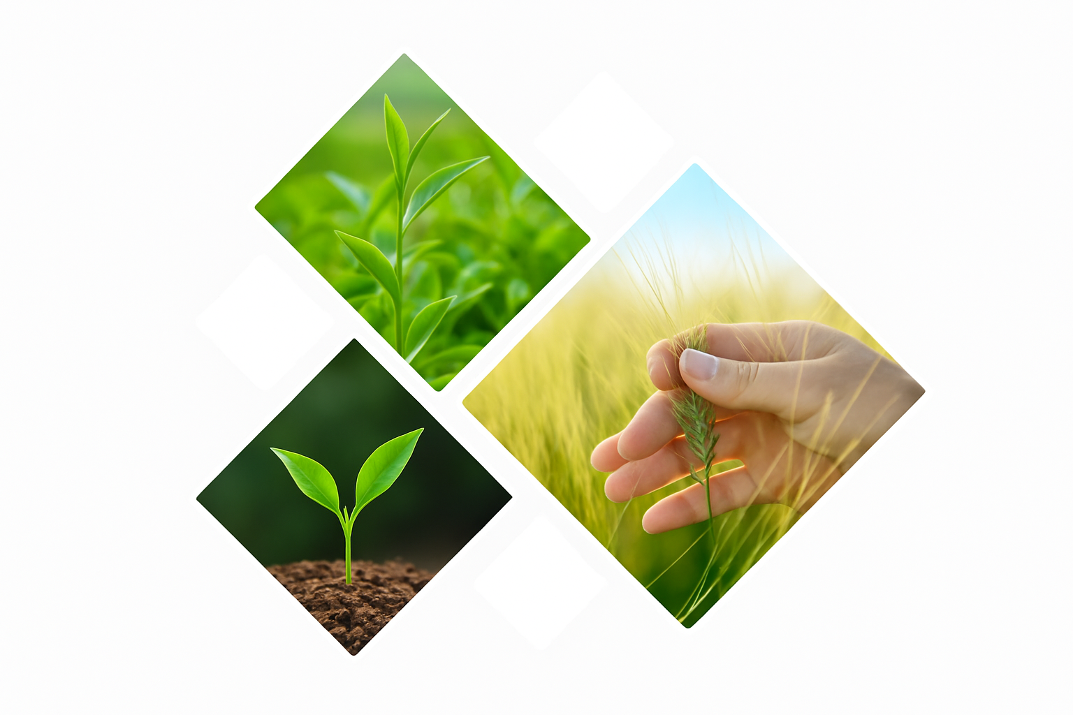 Empowering Farmers