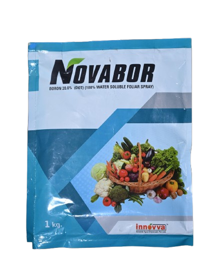 Nova Bor
